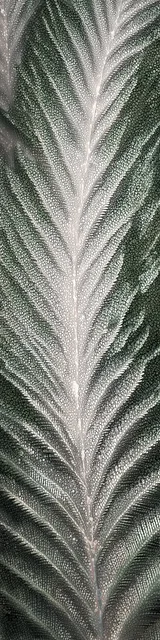Free aesthetic bookmark featuring a leafy closeup